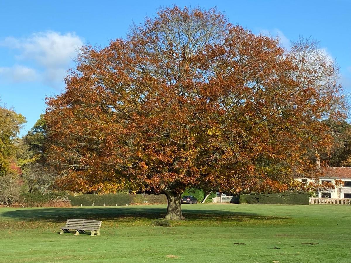 Avondale New Forest Godshill  エクステリア 写真
